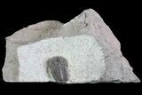 Gerastos Trilobite - Jorf, Morocco #83354-1